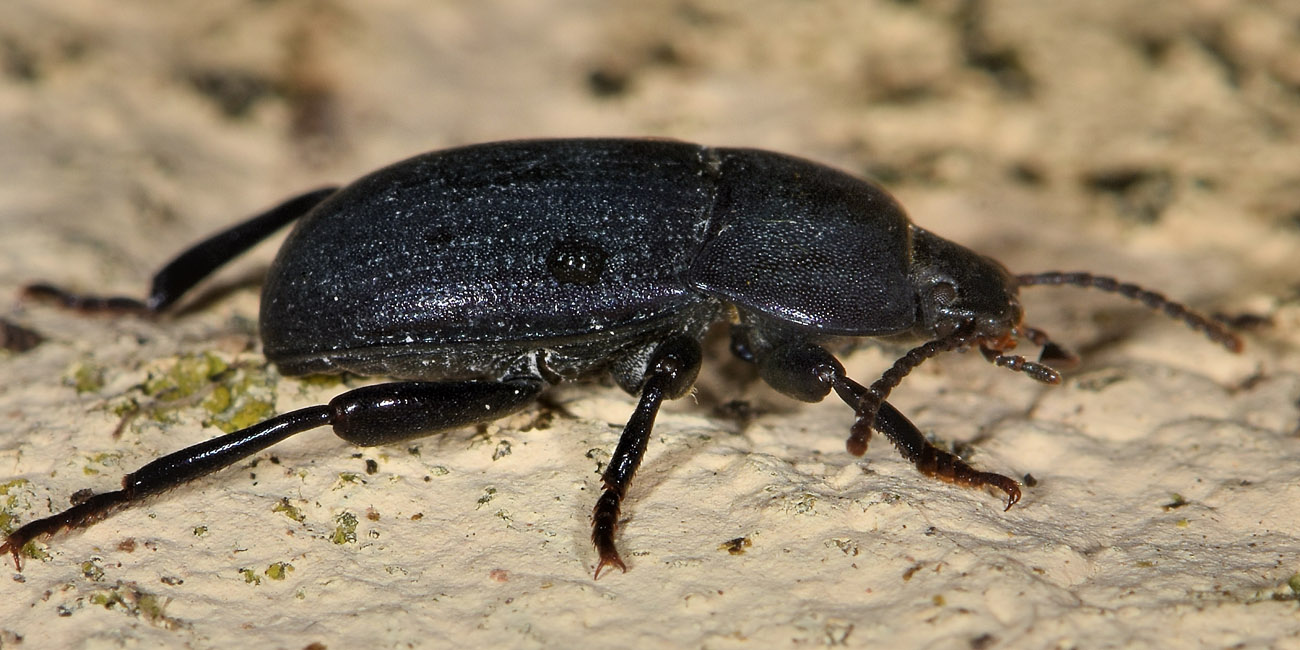 Tenebrionidae: Tutti Pedinus meridianus?  S, maschi e femmine